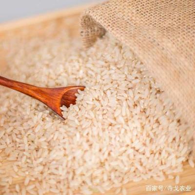 胚芽米 營(yíng)養(yǎng)與科技的融合之道